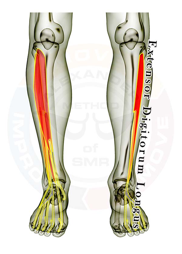 Extensor Digitorum Longus Anatomy Muscles Biology 1011 With Marion Extensor Digitorum Longus Anatomy Muscles Biology 1011 With Marion
