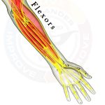 Forearm Flexors