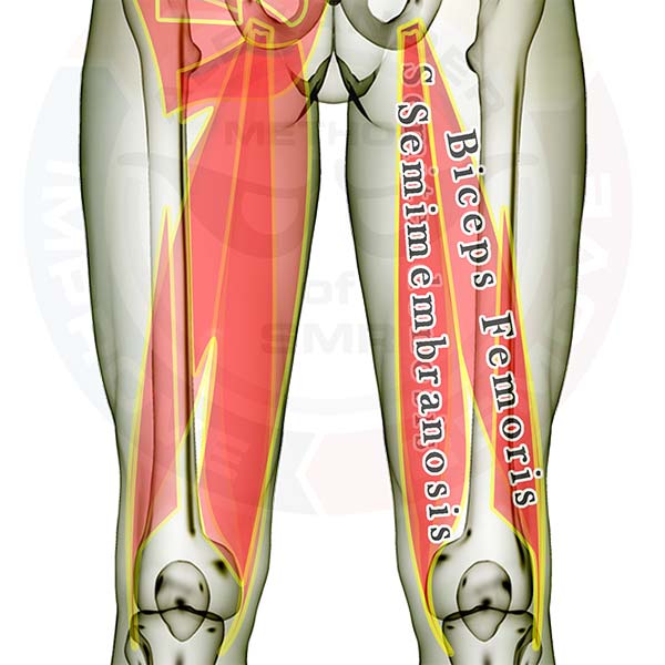 hamstrings -- 2016