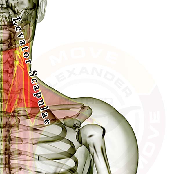 levator scapulae muscle