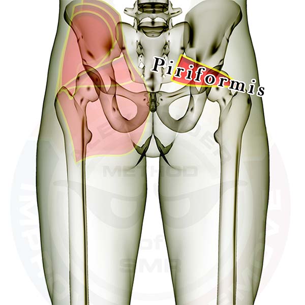 piriformis -- 2016