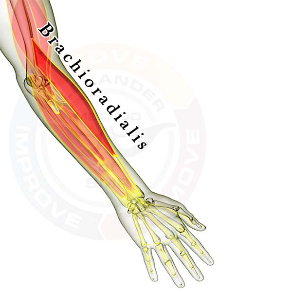 brachioradialis -- 2016