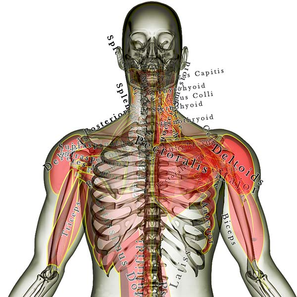 shoulder muscles -- 2016 -- 40 percent quality