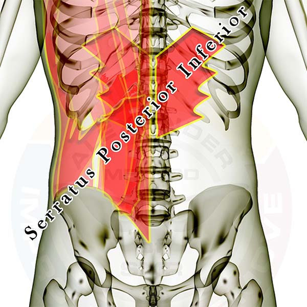 serratus posterior inferior and superior