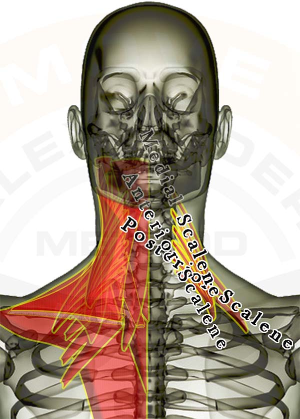 scalene muscles model